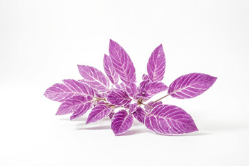 Sticker - Purple Leaf on White Background