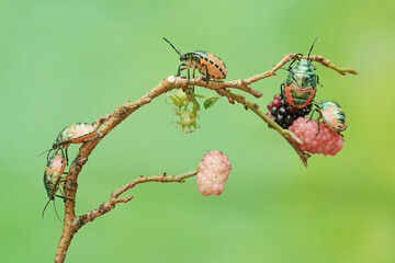 Wall Mural - A number of young harlequin bugs are feeding on mulberry leaves and fruit. This beautiful, rainbow-colored insect has the scientific name Tectocoris diophthalmus.