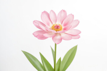 Wall Mural - Delicate Pink Flower with Green Leaves on White Background
