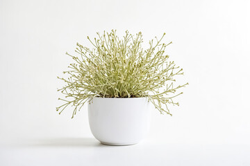 Wall Mural - Green Plant in a White Pot on a White Background