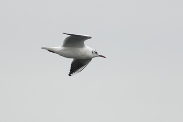 Canvas Print - black headed gull in flight