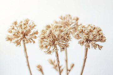 Wall Mural - Dried Flower Buds On White Background