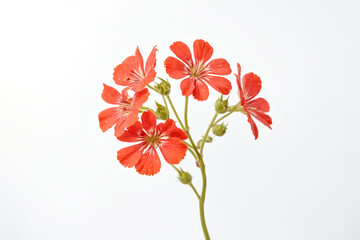 Wall Mural - Red Flowers on White Background
