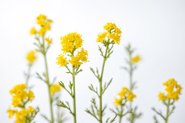 Wall Mural - Yellow Wildflowers on White Background
