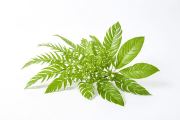 Wall Mural - Tropical Green Leaves On White Background