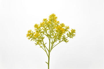 Wall Mural - Yellow Flower Branch on White Background