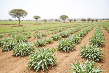 Wall Mural - Rows of Green Plants Growing in a Field