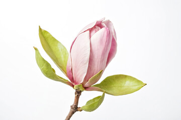 Wall Mural - Pink Magnolia Flower Bud with Green Leaves