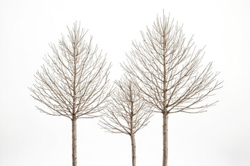 Poster - Three Bare Trees Against a White Background