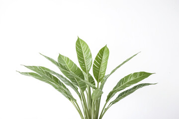 Wall Mural - Green Plant with White Background