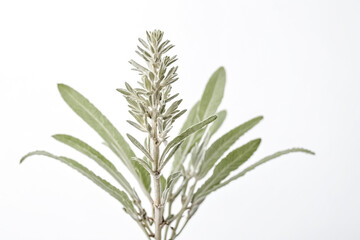 Wall Mural - Close up of a Silver Leaf Plant