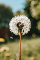 Wall Mural - Dandelion seeds floating in air on soft blue background with mesmerizing bokeh effects