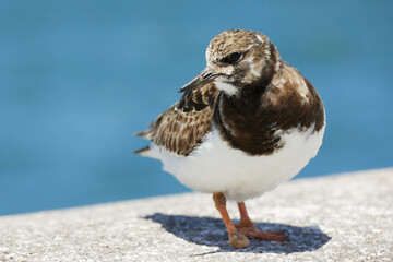 Wall Mural - turnstone with injured leg