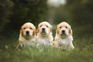 Wall Mural - three small dog newborn puppy one month old golden retriever labrador sitting on the grass in the summer in the park. We sell puppies