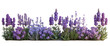 © Isuru - Beautiful array of purple flowers in full bloom, set against a transparent  background. Ideal for gardening, floral arrangements, and nature-themed designs.