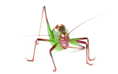 Wall Mural - Barbitistes serricauda, Saw tailed Bush Cricket isolated on white