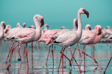 Wall Mural - Close up of beautiful African flamingos that are standing in still water with reflection.
