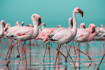 Sticker - Close up of beautiful African flamingos that are standing in still water with reflection.