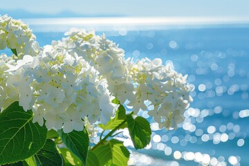 Canvas Print - The location of pure white hydrangea blossoms in a coastal garden, their pristine petals creating a refreshing