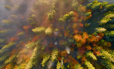 Wall Mural - Mountains in clouds at sunrise in summer. Aerial view of mountain peak with green trees in fog. Top view from drone of mountain valley in low clouds