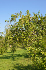 Wall Mural - Branches with apples.