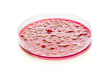 Canvas Print - petri dishes on a white background with samples of pathogenic bacteria