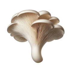 Wall Mural - Oyster mushrooms isolated on transparent background