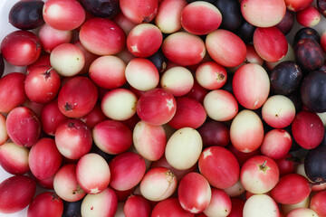 Poster - karonda fruit or bengal Currants