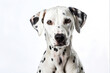 © Linggakun - studio headshot portrait of Dalmatian dog looking forward against a white background