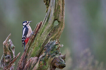 Wall Mural - Great Spotted Woodpecker (Dendrocopos major) foraging for food in the highlands of Scotland