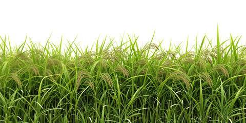 rice field isolated on white background