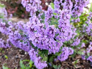 Sticker - Close-up of vibrant purple flowers blooming in a garden with a blurred background.