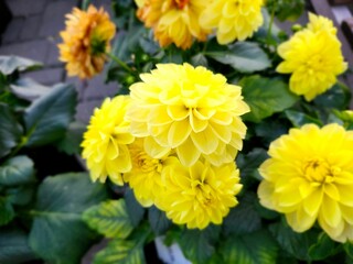 Wall Mural - Close-up of vibrant yellow dahlias in a garden setting with green leaves in the background