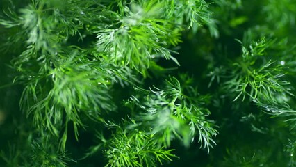 Wall Mural - Dill aromatic fresh herbs. Bunch of fresh green dill close-up, rotating background, condiments. Vegetarian food, organic food. Bunch of Anethum graveolens, macro shot