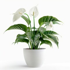 Wall Mural - A Peace Flower in a white pot, no shadow, isolated on white background 