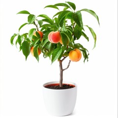 Wall Mural - A Peach Plant in a white pot, no shadow, isolated on white background