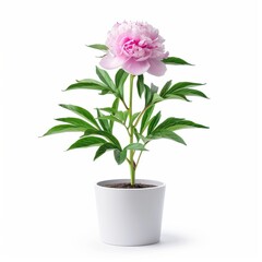 Wall Mural - A Peony in a white pot, no shadow, isolated on white background 