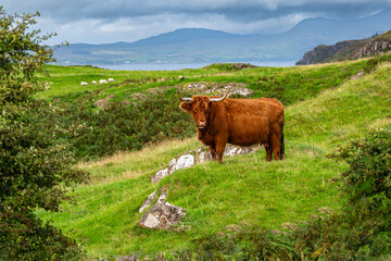 Scottish highlander cow in a natural summer landscape