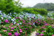© leungchopan - Beautiful flower Hydrangea flower garden