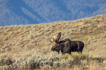 Wall Mural - Bull Moose During the Rut in Wyoming in Autumn