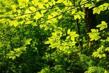 Poster - Green leaves on a tree in nature