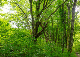 Wall Mural - Green trees in the forest in summer