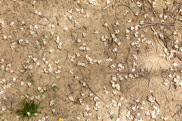 Wall Mural - White flowers from a tree lie on the ground