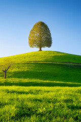 Wall Mural - nature. soft sunlight over a meadow. a tree on top of a hill. fresh and lush grass in a field. a nat