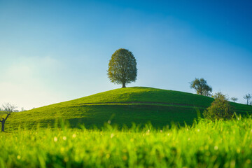 Wall Mural - nature. soft sunlight over a meadow. a tree on top of a hill. fresh and lush grass in a field. a nat