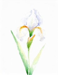 Wall Mural - Hand drawn watercolor white iris flower isolated on white background