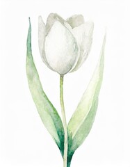 Wall Mural - Hand drawn watercolor white tulip flower isolated on white background