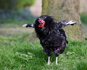 Sticker - Black rooster with open wings shaking his head 