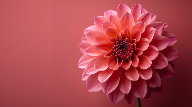 A close up of a pink flower with a red background