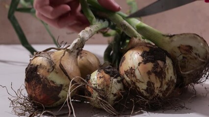 Wall Mural - harvest of organic onions close up cutting tail